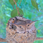 Dusk on the left and Dawn on the right 21 days old January 29th