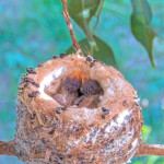 Dusk on the left and Dawn on the right 7 days old January 15