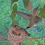 Dusk's 2nd flight 26 days old February 3rd