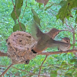 Dusk goes for 1st test flight 26 days old February 3rd