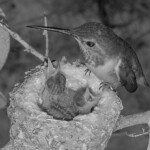 Early morning feeding. Misty 9 and 8 days old - February 9th