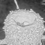 Early morning hatch, first sight of chick at 5:32 - May 31st Early morning hatch, first sight of chick at 5:32 - May 31st