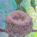 The two eggs morning January 6th