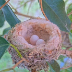 Both eggs are standing on end - April 14th