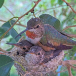 Family moment, chicks 20 and 21 days old - May 8th