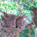 Olive hanging out with her chicks, 22 and 21 days old - February 22nd
