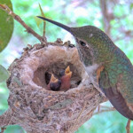 Two hungry chicks the morning of February 3rd