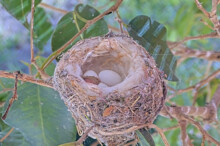 First chick hatches 3:29 PM - February 23rd