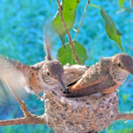 Dawn goes for 1st test flight at 7:13AM February 3rd