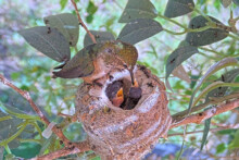 Feeding 4 and 5 day old chicks - April 24th