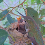 Feeding 7 and 8 day old chicks, neck stretch - April 25th