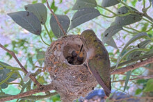 Feeding both chicks - April 20th