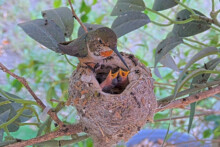 Feeding chicks 5 and 6 days old - April 25th