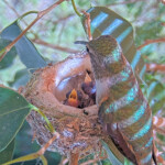 Feeding one day and two day old chicks - April 19th