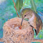 Olive Feeding her first chick