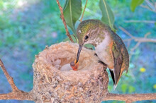 Olive Feeding her first chick