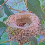 First chick hatches 8:27 AM - April 17th