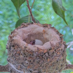 First chick hatches at 10:35AM - March 7th
