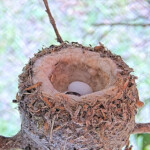 First chick hatches at 2:15 PM - May 29th First chick hatches at 2:15 PM - May 29th