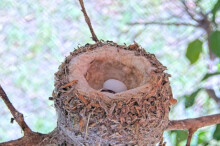 First chick hatches at 2:15 PM - May 29th
