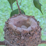 First chick starting to hatch 9:10AM - March 7th
