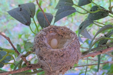 First egg laid 7:45 AM - April 2nd