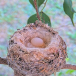 First egg laid on December 22nd at 8:56AM