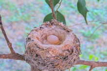 First egg laid on December 22nd at 8:56AM