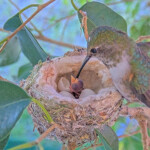 First feeding of the first hatched chick - April 17th