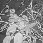 First thing in the morning the chicks are ready to go - May 12th