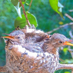 Hot chicks 20 days old January 28th