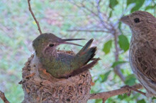 House Finch Intruder at the nest - June 3rd