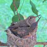 Hummingbird kisses chicks 24 days old February 1st