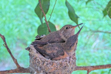 Hummingbird kisses chicks 24 days old February 1st