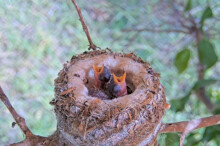 Hungry Chicks Brook 4 left and Summer 6 days old right - June 4th