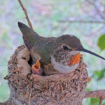 Hungry chick peeks out beside Olive - June 5th Hungry chick peeks out beside Olive - June 5th