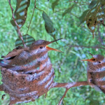 Hungry chicks, Skye Left 27, Sunny right 25 days old - April 3rd