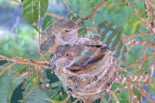 Ivy 23 days old on the rim of the nest - March 18th