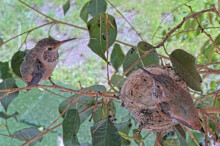 Ivy 25 days old, first time off the nest to the branch - March 20th