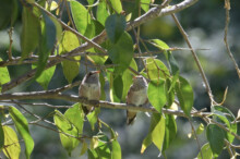 Ivy 26 and Aspen 24 days old, fledged - March 21st