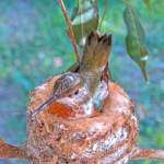 Beautiful olive on her nest January 10th