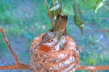 Beautiful olive on her nest January 10th