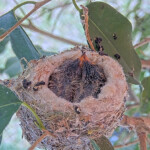 Jasper on the left 9 and Willow on the right 10 days old - April 27th