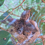 Jasper 15 days doing wing exercises - May 3rd