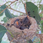 Jasper 9 days old doing flappies - April 27th