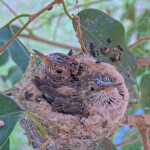 Willow front and Jasper back 17 and 16 days old - May 4th