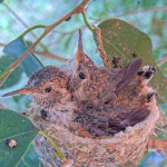 Jasper and Willow 18 and 19 days old being cute - May 6th