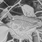 Jasper and Willow's last night on the nest - May 11th