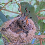 Jasper front and Willow back 14 and 15 days old - May 2nd