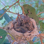 Jasper front and Willow back 15 and 16 days old - May 3rd